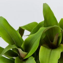 Shrubs Bromeliad 'Pitcairnia Sanguinea'