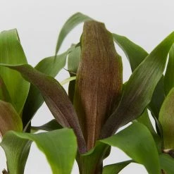 Shrubs Bromeliad 'Pitcairnia Sanguinea'