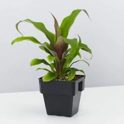 Shrubs Border Plants Pitcairnia Sanguinea - 85mm