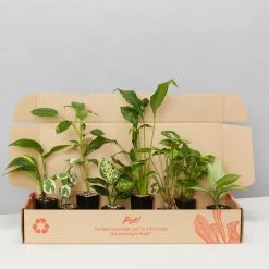Indoor Garden The Plant Killers Houseplant Pack Easy Care Plants