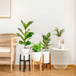 Plants In A Box Climbing Plants Adjustable Bamboo Plant Stand - Walnut