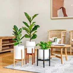 Plants In A Box Climbing Plants Adjustable Bamboo Plant Stand - Natural