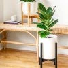Plants In A Box Adjustable Bamboo Plant Stand - Black