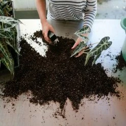 Indoor Garden Alocasia Lowii 'Bebe'/'Bambino'
