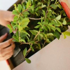 Hedge Syzygium Australe 'Select Form' Lilly Pilly Screening Pack Hedging Plants