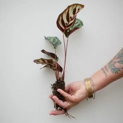 Indoor Garden Calathea Makoyana Pet-friendly Indoor Plants 14 Indoor Garden Calathea Makoyana Pet-friendly Indoor Plants