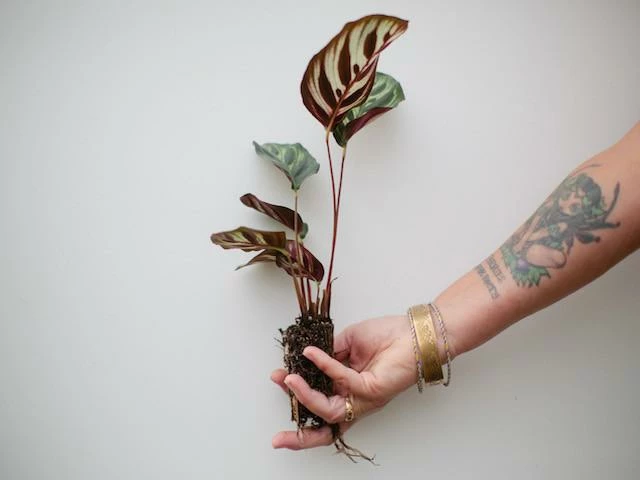 Indoor Garden Calathea Makoyana Pet-friendly Indoor Plants 8 Indoor Garden Calathea Makoyana Pet-friendly Indoor Plants