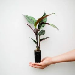 Indoor Garden Calathea Beauty Star Pet-friendly Indoor Plants