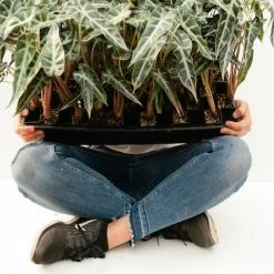 Indoor Garden Alocasia Lowii 'Bebe'/'Bambino'