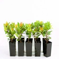 Hedge Shrubs Metrosideros "Little Ewan"