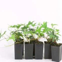 Shrubs Full Sun Hedera Helix "Star"