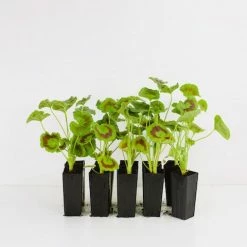 Shrubs Geranium Apache Scarlet