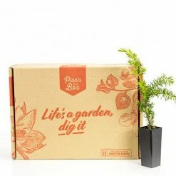 Shrubs Juniperus Conferta