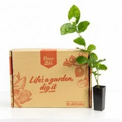 Shrubs Full Sun Jasminum 'Grand Duke Of Tuscany'