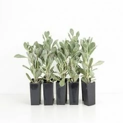 Succulents Full Sun Kalanchoe Pumila ‘Quicksilver'