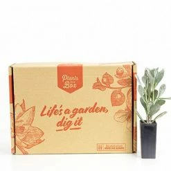 Succulents Full Sun Kalanchoe Pumila ‘Quicksilver'