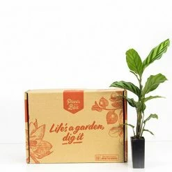 Indoor Garden Calathea Louisae Freddy