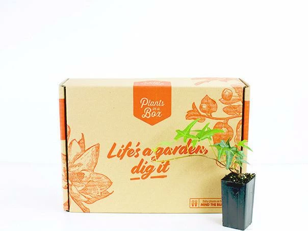 Shrubs Full Sun Hedera Helix "Star" 7 Shrubs Full Sun Hedera Helix "Star"