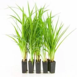 Shrubs Dianella Caerulea