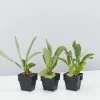 Indoor Garden Platycerium Netherlands - Compact Staghorn 85mm Pet-Friendly Outdoor