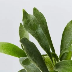 Indoor Garden Platycerium Netherlands - Compact Staghorn 85mm Pet-Friendly Outdoor