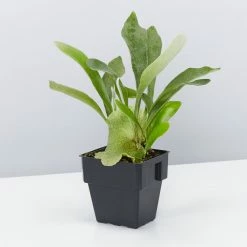 Indoor Garden Platycerium Netherlands - Compact Staghorn 85mm Pet-Friendly Outdoor