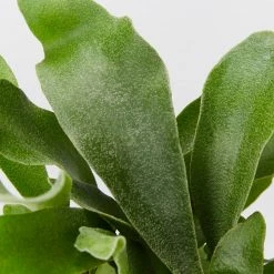 Indoor Garden Pet-Friendly Outdoor Platycerium Netherlands Compact Staghorn