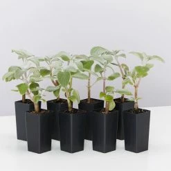 Shrubs Plectranthus Argentatus