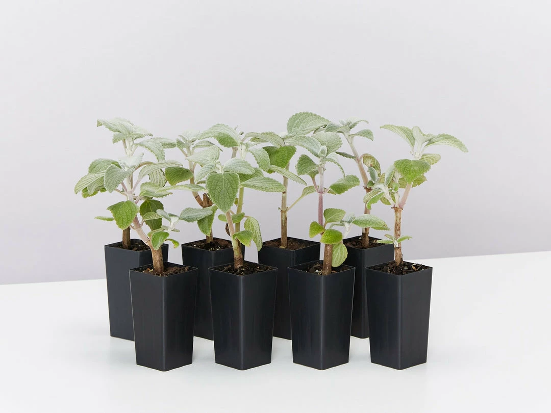 Shrubs Plectranthus Argentatus 3 Shrubs Plectranthus Argentatus