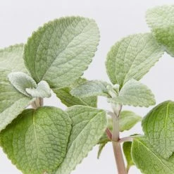 Shrubs Plectranthus Argentatus