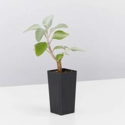 Shrubs Plectranthus Argentatus 10 Shrubs Plectranthus Argentatus