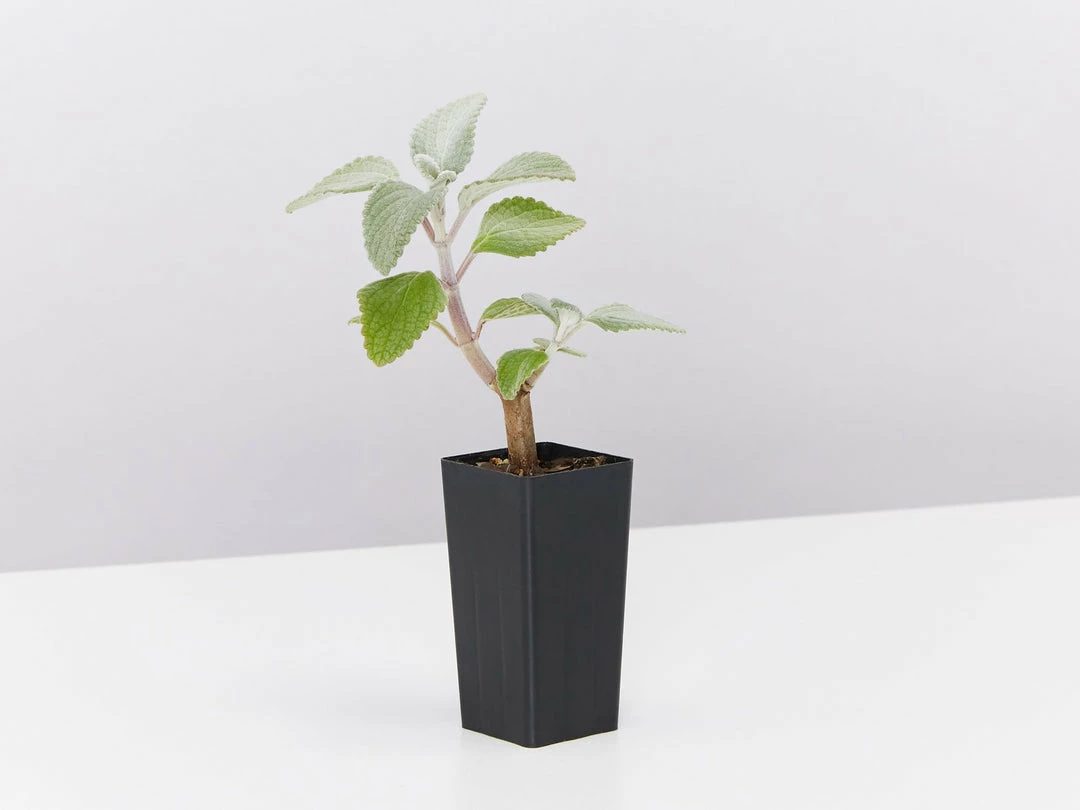 Shrubs Plectranthus Argentatus 5 Shrubs Plectranthus Argentatus