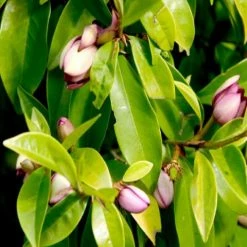 Hedge Shrubs Michelia Figo Port Wine Magnolia