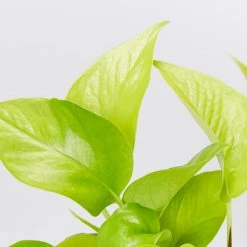 Pot + Plant Gift Box The Housewarming Gift Box