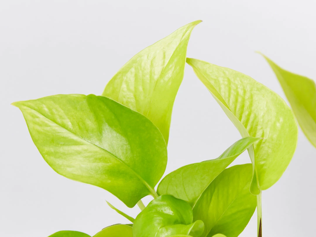 Indoor Garden Easy Care Plants The Water Propagation Box 7 Indoor Garden Easy Care Plants The Water Propagation Box