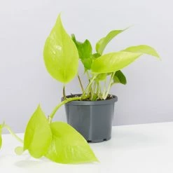 Pot + Plant Gift Box Pothos Goldilocks - Pot + Plant + Soil Easy Care Plants