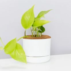 Pot + Plant Gift Box Pothos Goldilocks - Pot + Plant + Soil Easy Care Plants