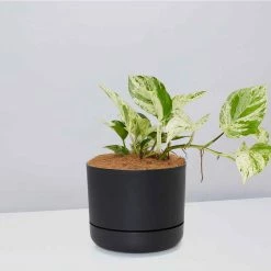 Pot + Plant Gift Box Pothos Marble Queen - Pot + Plant + Soil Pothos 'Devils Ivy'