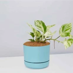 Pot + Plant Gift Box Pothos Marble Queen - Pot + Plant + Soil Pothos 'Devils Ivy'