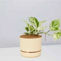 Pot + Plant Gift Box Pothos Marble Queen - Pot + Plant + Soil Pothos 'Devils Ivy'