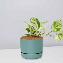 Pot + Plant Gift Box Pothos Marble Queen - Pot + Plant + Soil Pothos 'Devils Ivy'