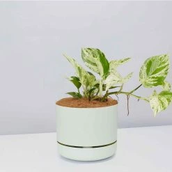 Pot + Plant Gift Box Pothos Marble Queen - Pot + Plant + Soil Pothos 'Devils Ivy'
