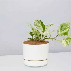 Pot + Plant Gift Box Pothos Marble Queen - Pot + Plant + Soil Pothos 'Devils Ivy'