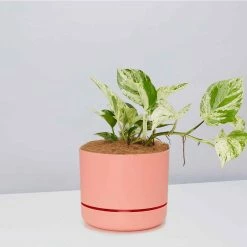 Pot + Plant Gift Box Pothos Marble Queen - Pot + Plant + Soil Pothos 'Devils Ivy'