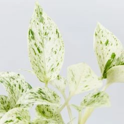 Indoor Garden Easy Care Plants Pothos Marble Queen - Plant Only