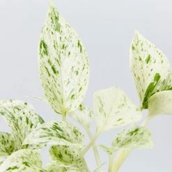 Pot + Plant Gift Box Pothos Marble Queen - Pot + Plant + Soil Pothos 'Devils Ivy'