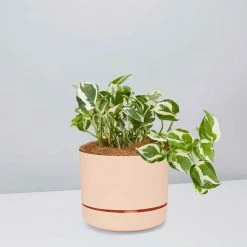 Pot + Plant Gift Box Pothos Snow Queen - Pot + Plant + Soil Easy Care Plants