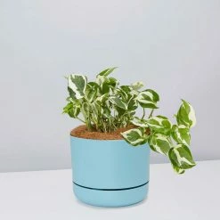 Pot + Plant Gift Box Pothos Snow Queen - Pot + Plant + Soil Easy Care Plants