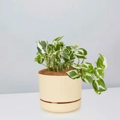 Pot + Plant Gift Box Pothos Snow Queen - Pot + Plant + Soil Easy Care Plants