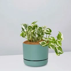 Pot + Plant Gift Box Pothos Snow Queen - Pot + Plant + Soil Easy Care Plants